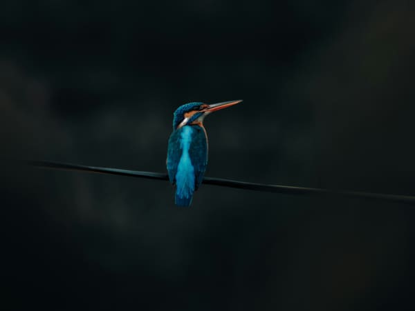 Common Kingfisher photographed by Hassan
