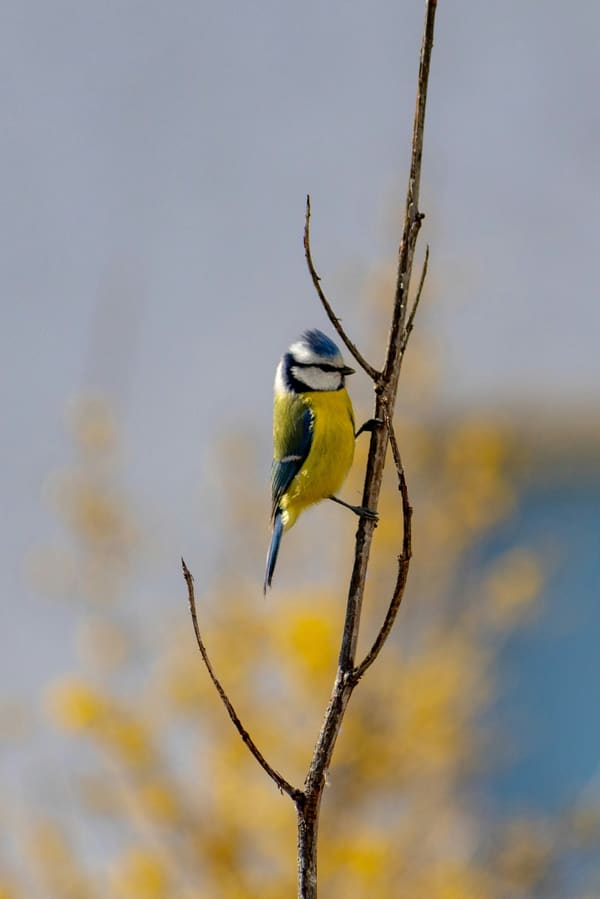 Eurasian Blue Tit photographed by Hassan