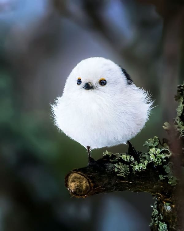 Long-tailed Tit photographed by Hassan