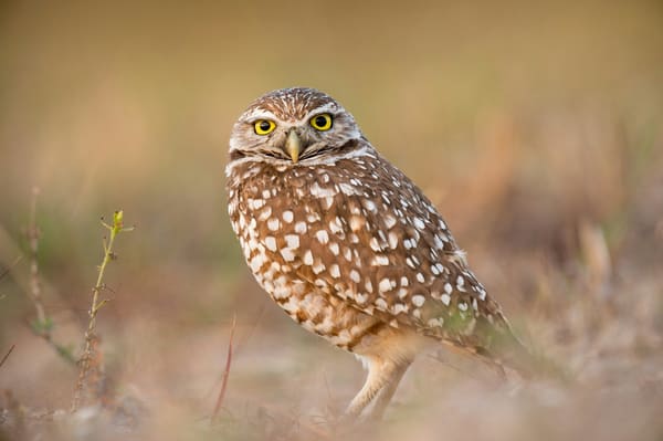 Burrowing Owl photographed by Hassan