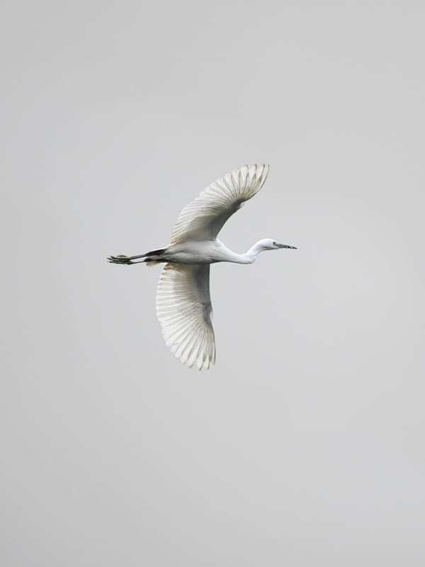 Snowy Egret photographed by Hassan