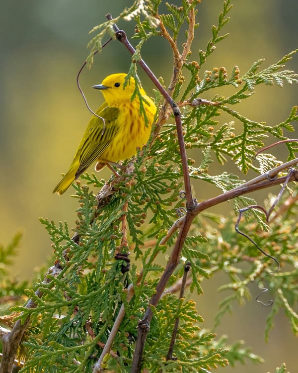 Mangrove Warbler photographed by Hassan