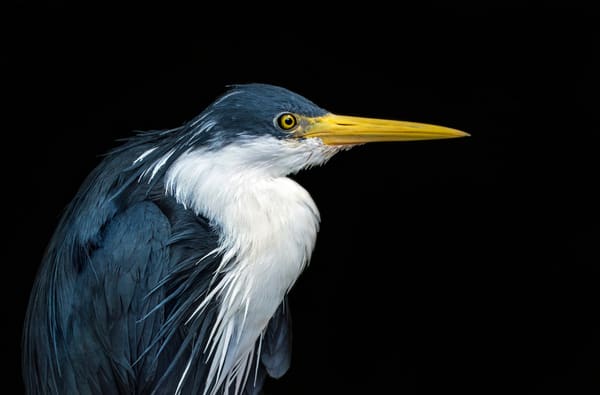 Grey Heron photographed by Hassan
