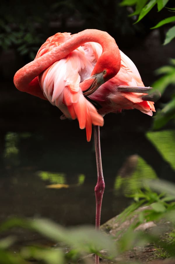 American Flamingo photographed by Hassan