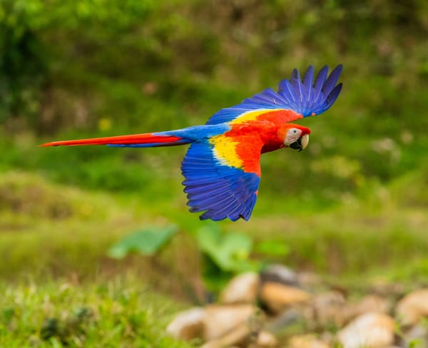 Scarlet Macaw photographed by Hassan