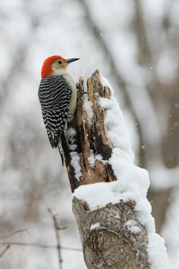 Red-bellied Woodpecker photographed by Hassan