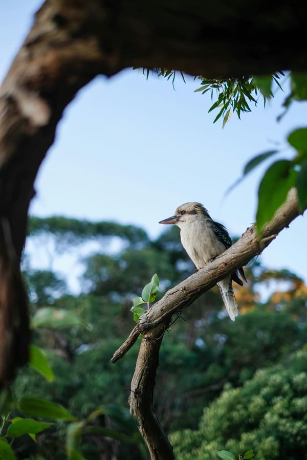 Laughing Kookaburra photographed by Carol Sterns