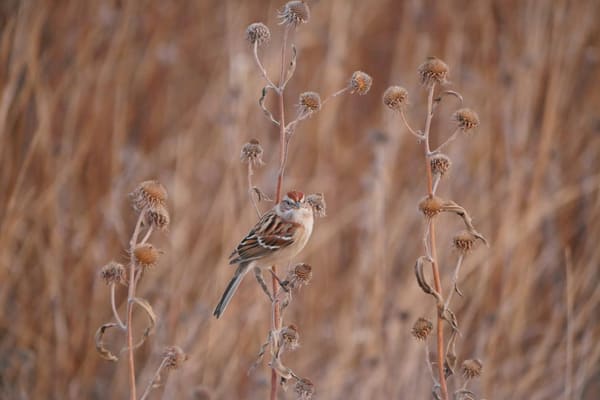 Field Sparrow photographed by Carol Sterns
