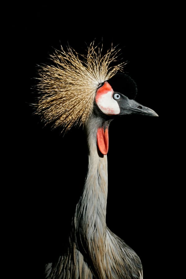 Sandhill Crane photographed by Carol Sterns