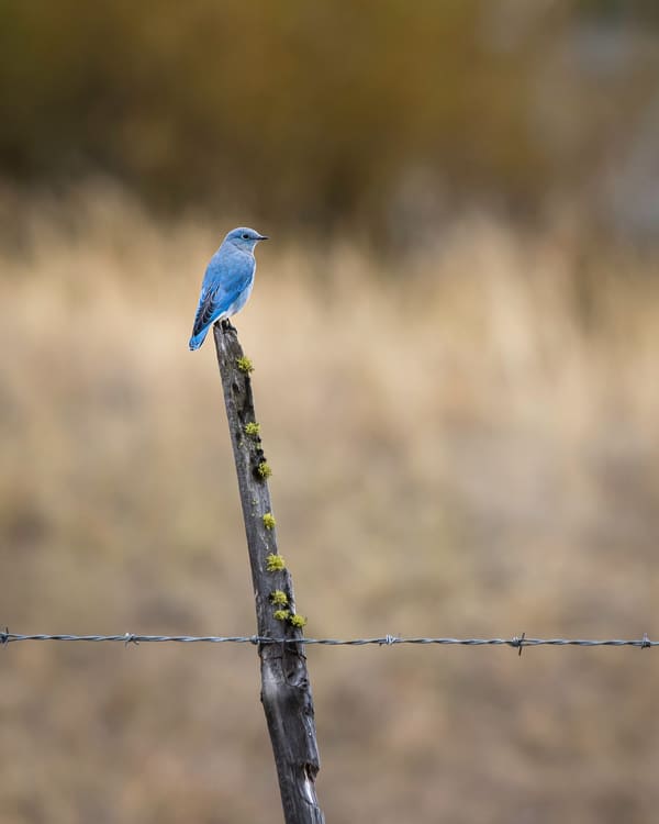 Mountain Bluebird photographed by Carol Sterns