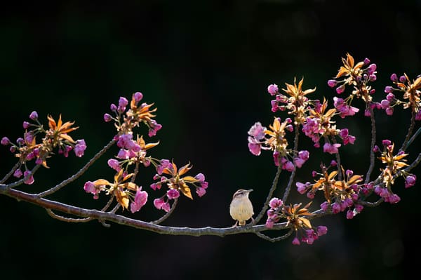 Vermilion Flycatcher photographed by Carol Sterns