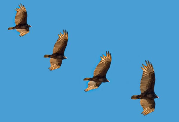 Turkey Vulture photographed by Carol Sterns