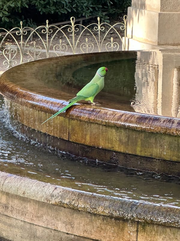 Rose-ringed Parakeet photographed by Michele