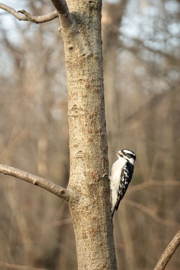 Downy Woodpecker photographed by Henry Haas