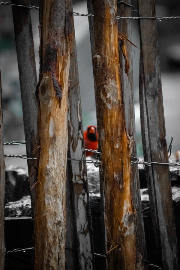 Northern Cardinal photographed by Henry Haas