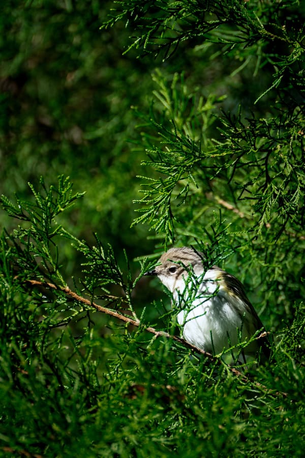 Yellow-rumped Warbler photographed by Henry Haas