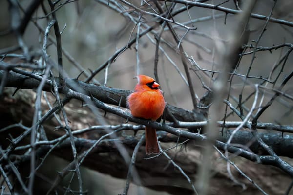 Northern Cardinal photographed by Henry Haas