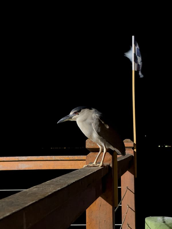 Black-crowned Night Heron photographed by Henry Haas