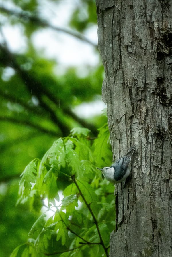 White-breasted Nuthatch photographed by Henry Haas