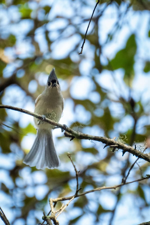Tufted Titmouse photographed by Henry Haas