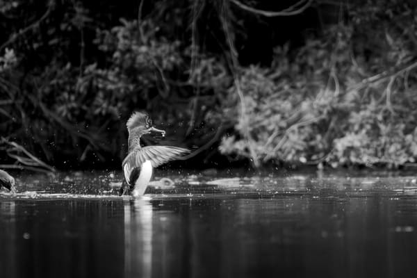 Hooded Merganser photographed by Henry Haas