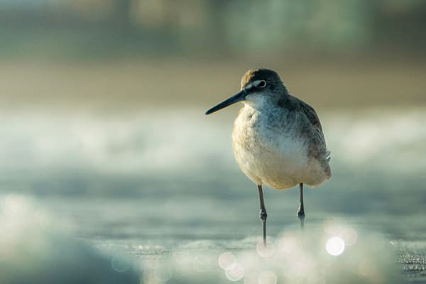 Willet photographed by Henry Haas