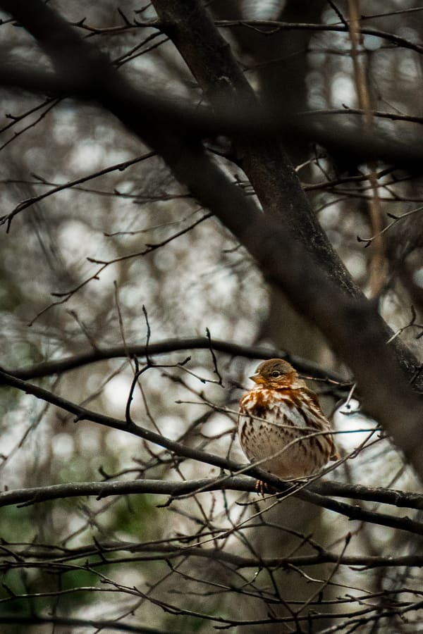 Fox Sparrow photographed by Henry Haas