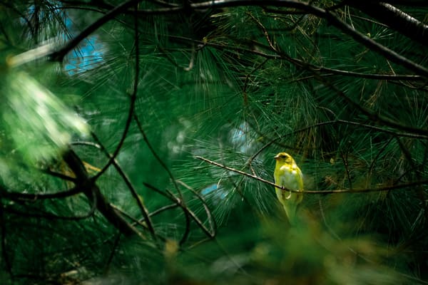 American Goldfinch photographed by Henry Haas