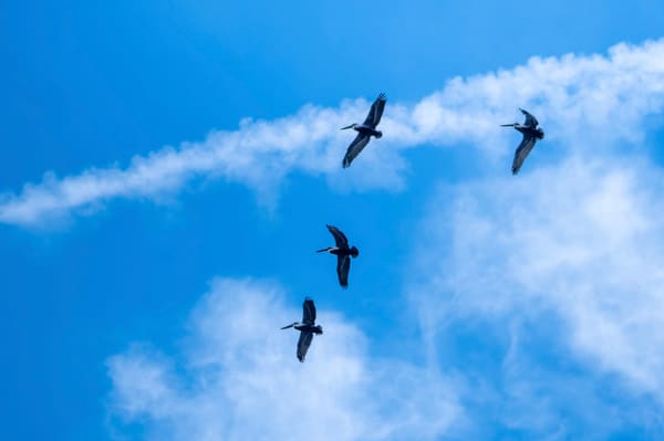 Brown Pelican photographed by Henry Haas