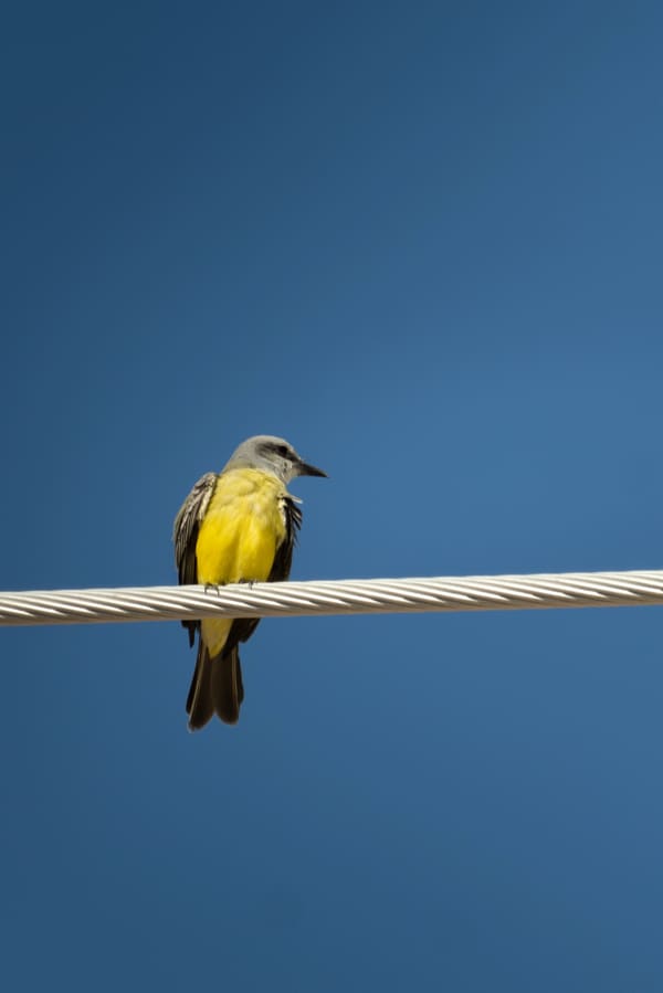 Tropical Kingbird photographed by Henry Haas