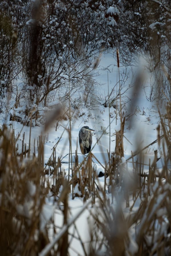 Great Blue Heron photographed by Henry Haas