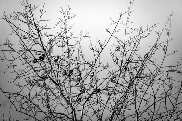 Cedar Waxwing photographed by Henry Haas