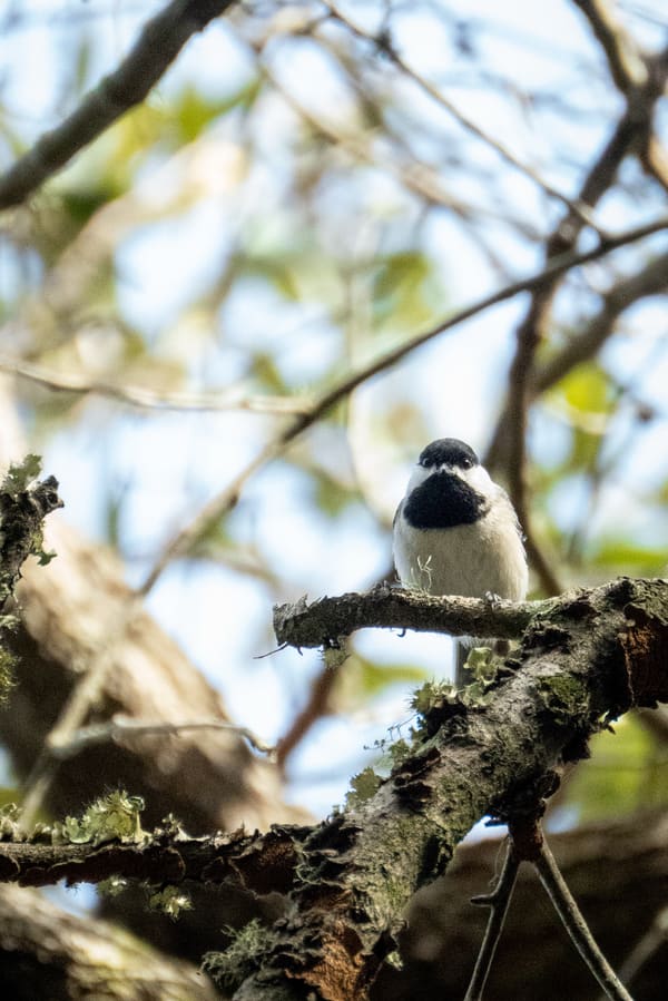 Carolina Chickadee photographed by Henry Haas