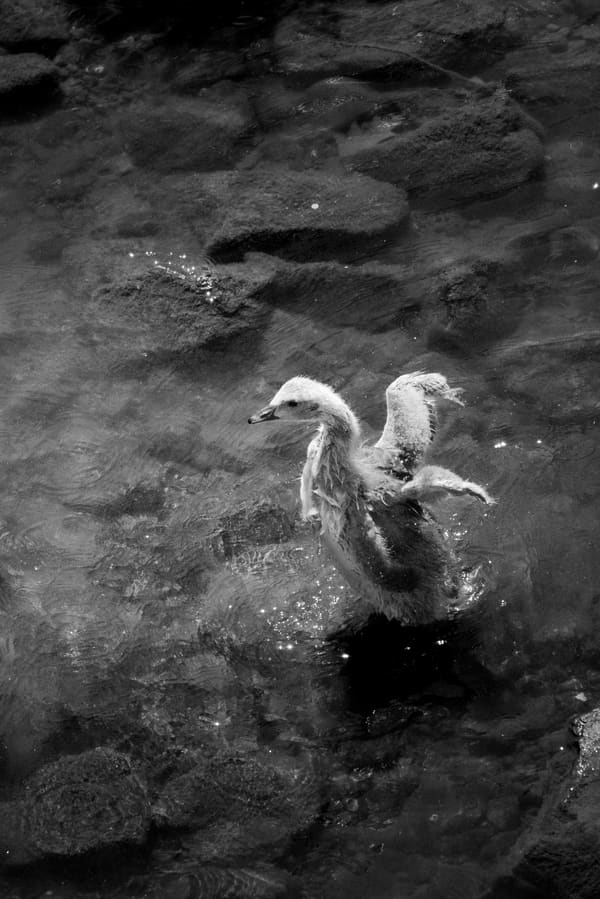 Canada Goose photographed by Henry Haas
