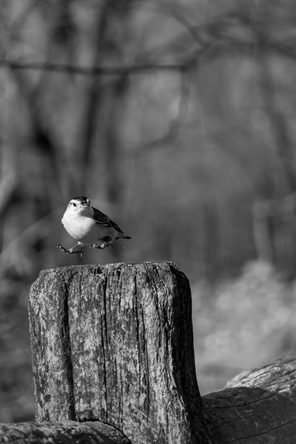 White-breasted Nuthatch photographed by Henry Haas