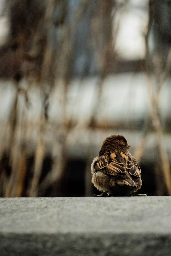 House Sparrow photographed by Henry Haas