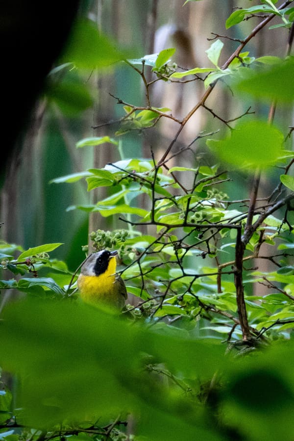 Common Yellowthroat photographed by Henry Haas