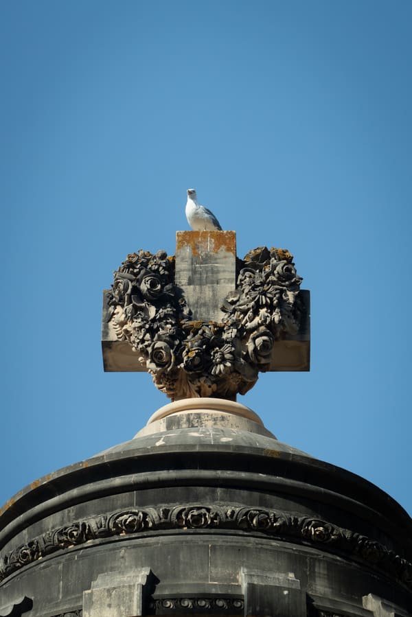 Ring-billed Gull photographed by Henry Haas