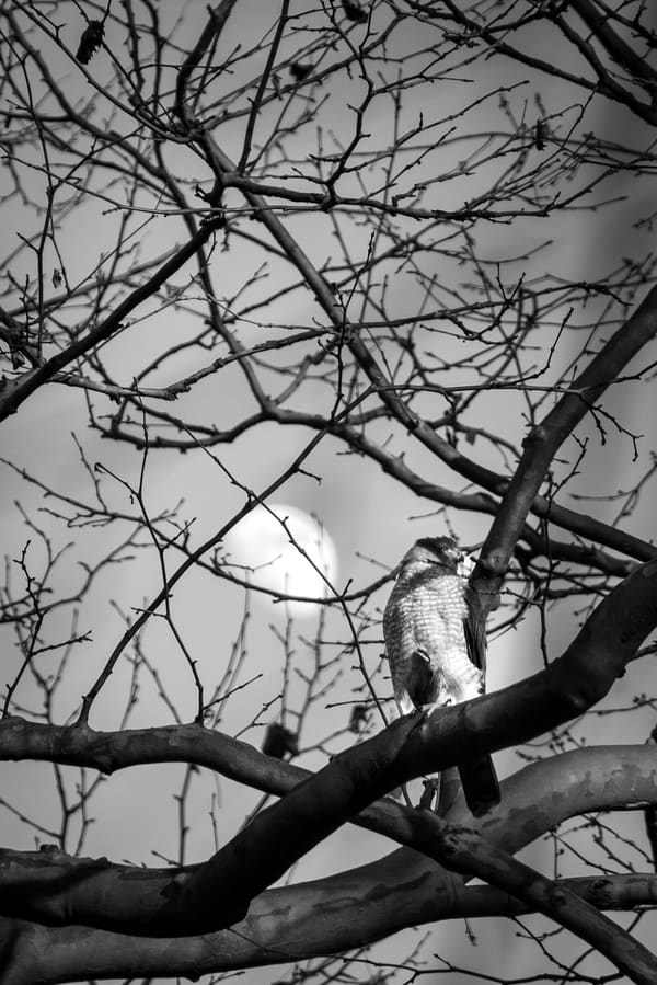 Cooper's Hawk photographed by Henry Haas
