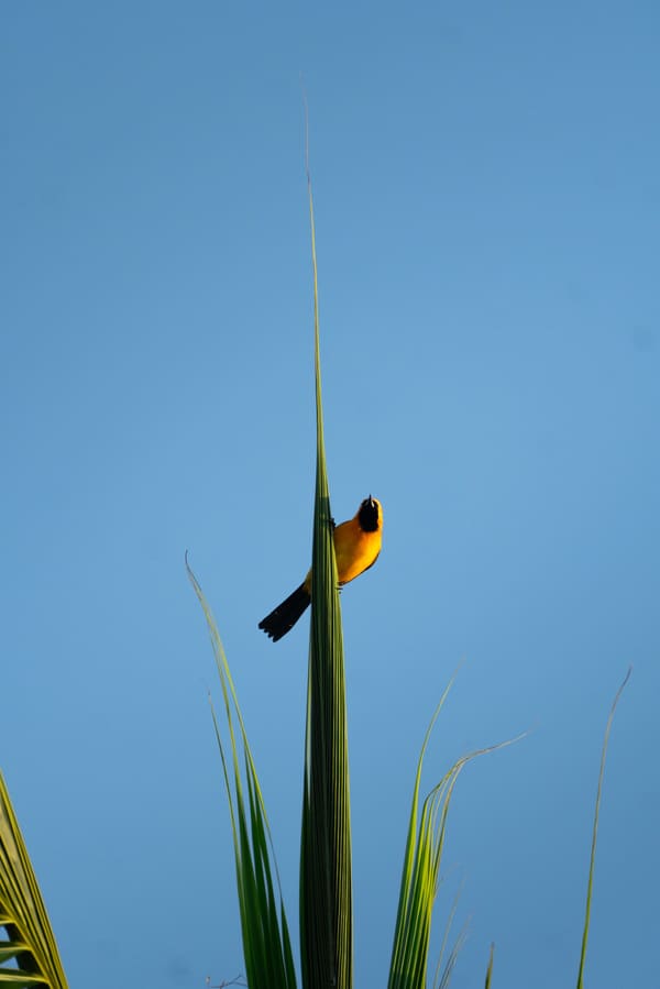 Hooded Oriole photographed by Henry Haas