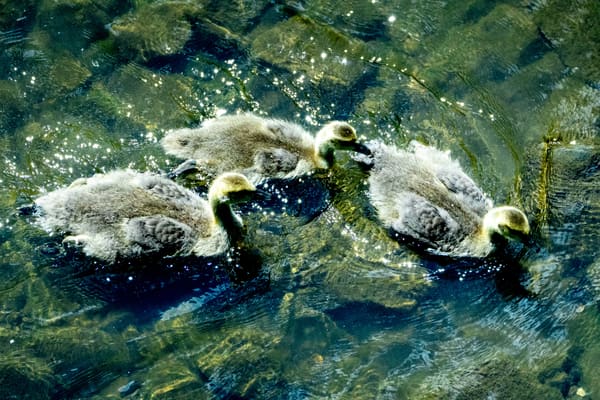 Canada Goose photographed by Henry Haas