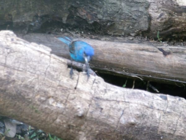 Indigo Bunting photographed by Mark Curtis