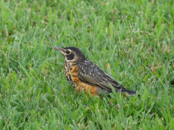 American Robin photographed by Mark Curtis