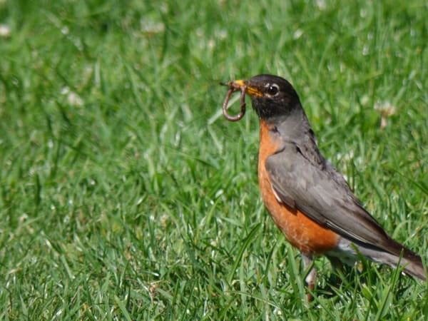American Robin photographed by Mark Curtis
