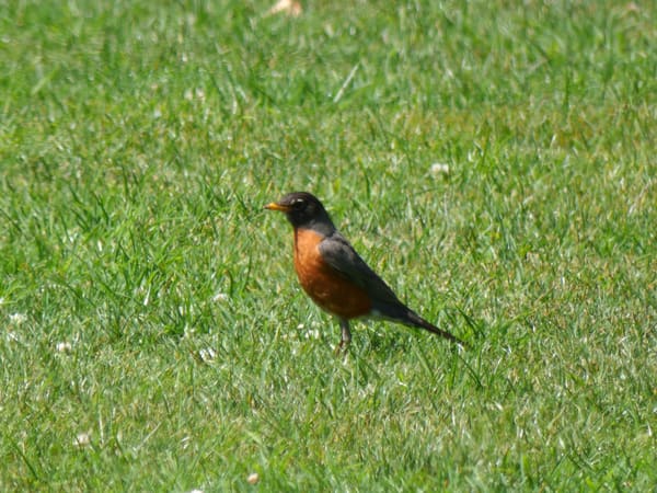American Robin photographed by Mark Curtis
