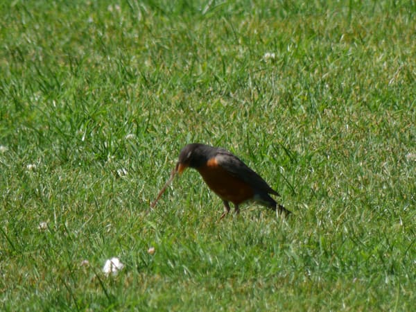 American Robin photographed by Mark Curtis