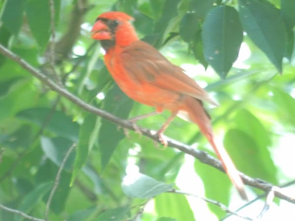 Northern Cardinal photographed by Mark Curtis