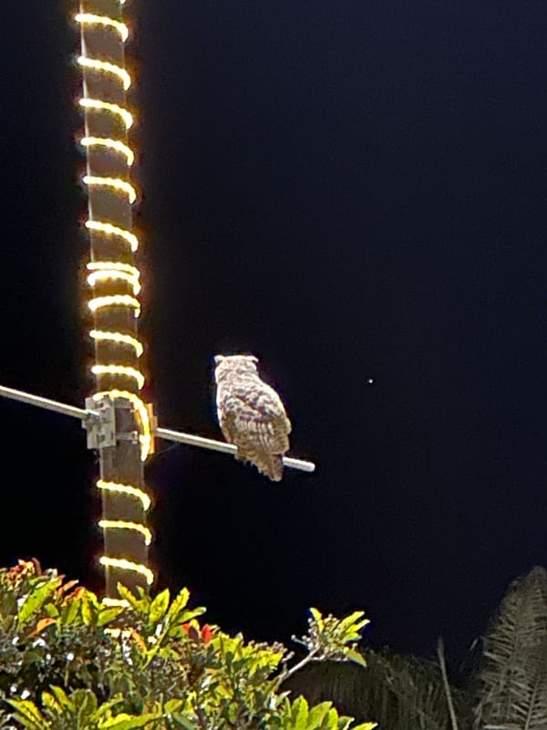 Great Horned Owl photographed by Mark Curtis