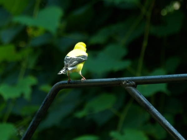 American Goldfinch photographed by Mark Curtis