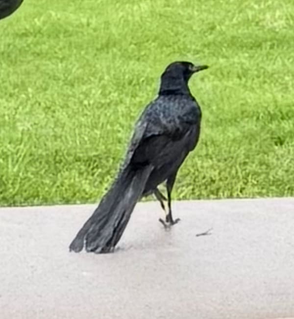 Great-tailed Grackle photographed by Mark Curtis